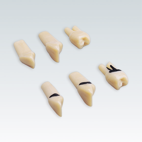 Periodontal Model Teeth 27 pcs With Screws For A-PZ Model