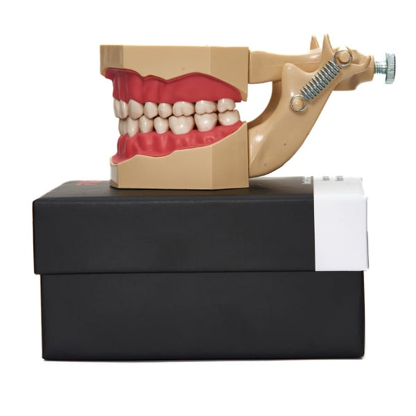 Fugi jaw soft tissue  with articulator study model