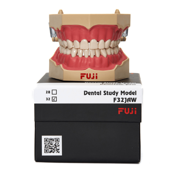Fugi jaw soft tissue  with articulator study model
